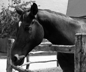 Close-up of horse in stable