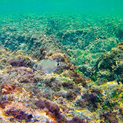 View of coral swimming in sea