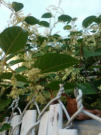 Low angle view of plants