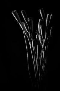 Close-up of plant against black background