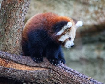 Red panda cub at zoo