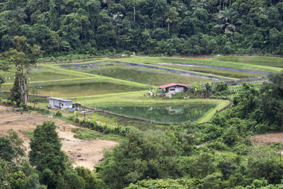 High angle view of trees on field