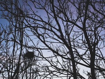 Low angle view of bare tree against clear sky