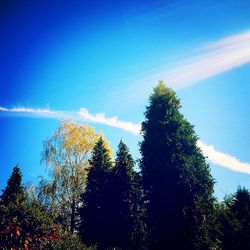 Low angle view of trees against blue sky