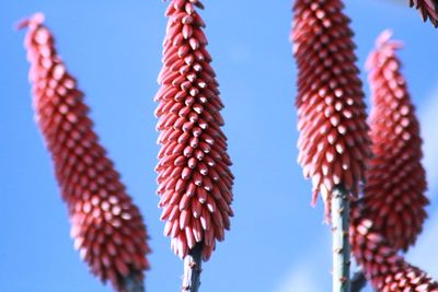 Low angle view of plant against blue sky