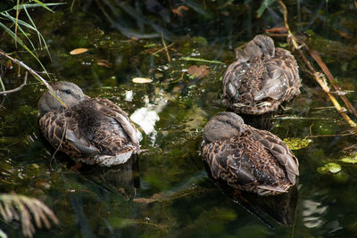 High angle view of ducks swimming in lake