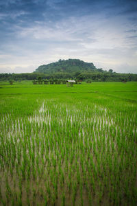 Scenic view of agricultural field against sky