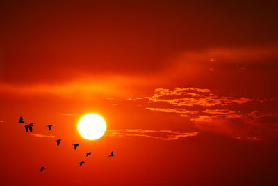 Silhouette birds flying in sky during sunset