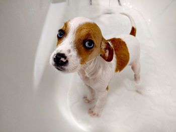 Close-up of dog in bathroom