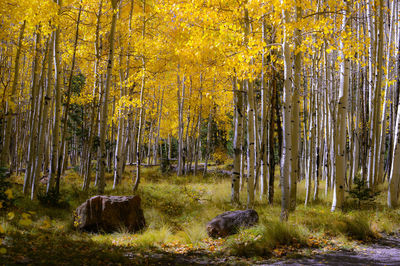 Trees in forest during autumn