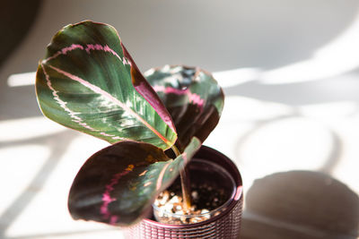 Close-up of potted plant