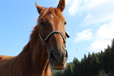 Horse in ranch against sky