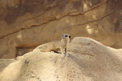 View of a cat standing on rock