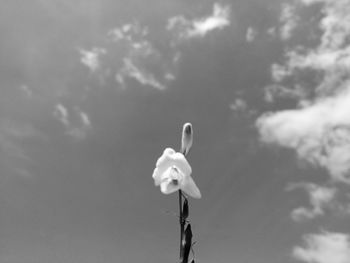 Low angle view of toy against sky