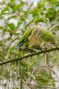 Bird perching on a tree