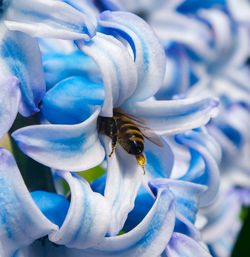 Close-up of bee pollinating on purple flower