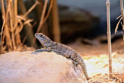 Close-up of lizard on rock