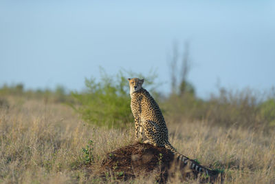 View of a bird on field