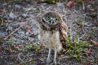 Close-up portrait of owl