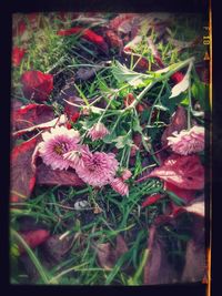 Close-up of pink flowers