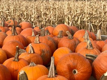 Stack of pumpkins on field