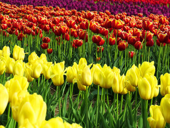 Close-up of yellow tulips in field