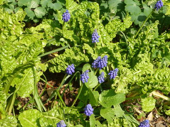 Close-up of purple flowers