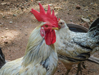 Close-up of rooster on field male chicken or hen