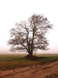 Bare tree on field against sky