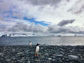 Penguins on beach against sky