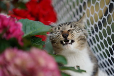 Close-up of cat on flower