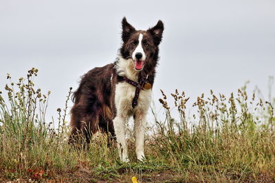 Dog on field against clear sky