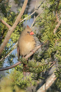 Bird perching on branch