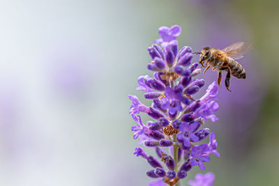 Close-up of bee pollinating flower