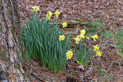 plant