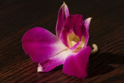 Close-up of pink flower