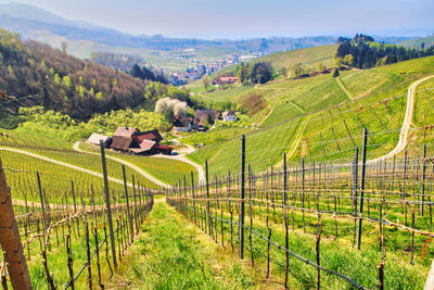 Scenic view of agricultural field