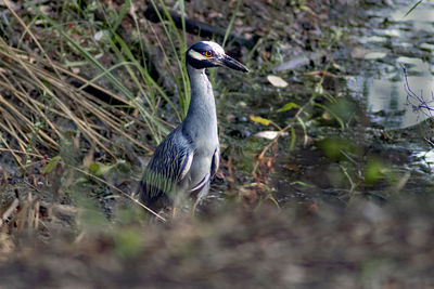 Bird perching on a field