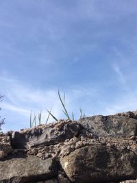 Low angle view of lizard on rock against sky