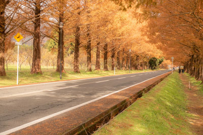 Metasequoia tree-lined road at shiga prefecture.