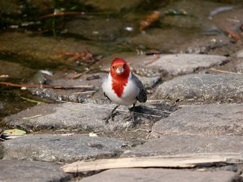 Close-up of a bird