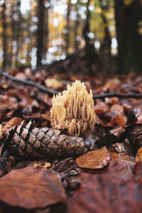 Close-up of dried mushroom growing in forest