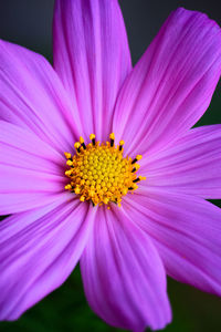 Close-up of pink cosmos blooming outdoors