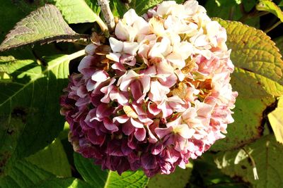 Close-up of flowers blooming outdoors