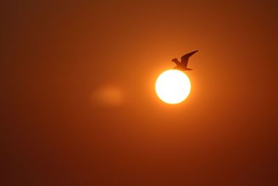 Silhouette of seagull flying against sun at sunset