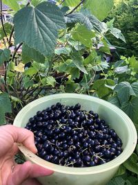 Midsection of person holding strawberry plant