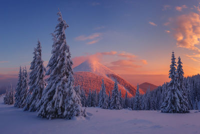 Fantastic orange evening landscape glowing by sunlight dramatic wintry scene with snowy trees
