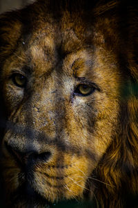 Close-up of lion