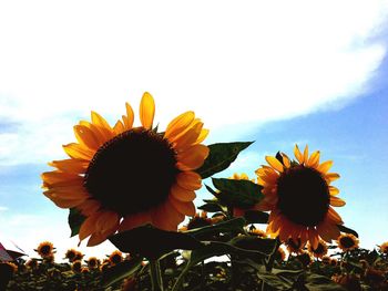 Close-up of fresh sunflower blooming on field against sky
