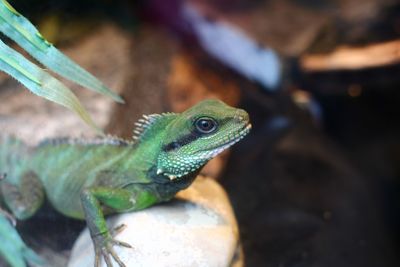 Close-up of lizard on rock